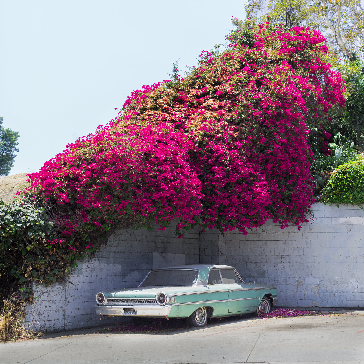 Bougainvillea Galaxie 2020.jpg