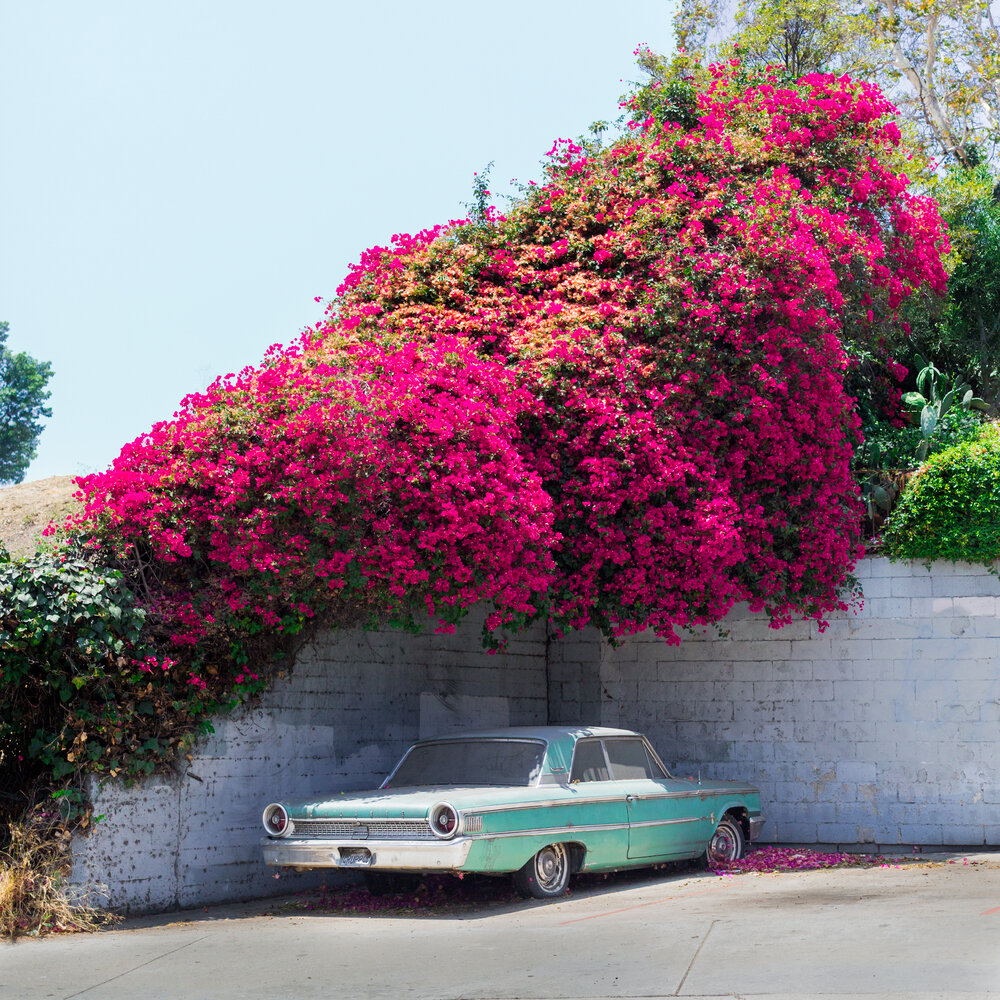 Bougainvillea Galaxie.jpg